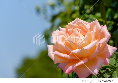 青空に映えるアプリコットピンクの優雅な薔薇 137582971
