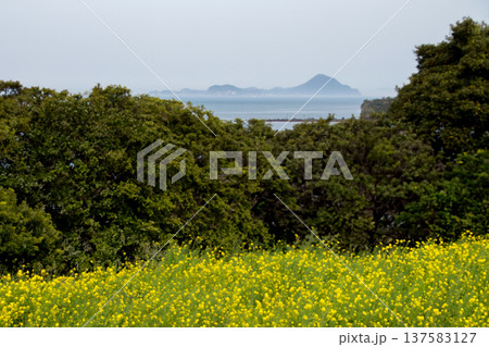 長崎鼻の菜の花畑と周防灘に浮かぶ姫島 137583127