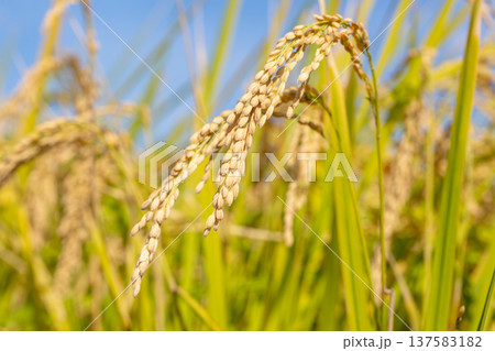 稲穂 137583182