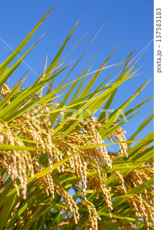 稲穂 137583183