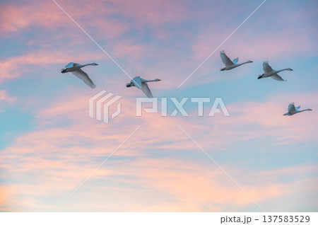 夜明けの空と白鳥の飛び立ち【御宝田遊水池】 夜明けの空と白鳥の飛び立ち【御宝田遊水池】 137583529