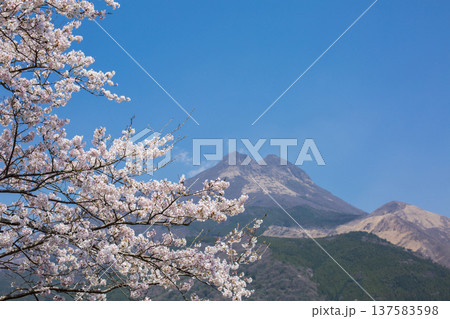 由布岳と湯布院の桜 137583598