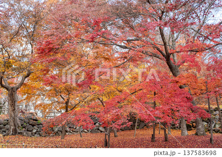 小諸城址 懐古園 小諸城址 懐古園 137583698