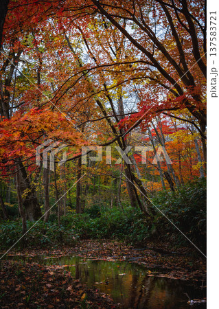 北海道　秋深まる森林　紅葉した木々 137583721