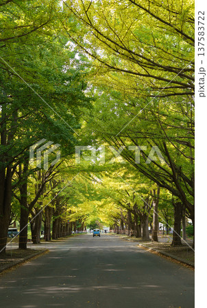 北海道札幌市　北海道大学　初秋のイチョウ並木【縦】 137583722