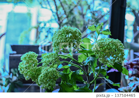 緑の紫陽花 緑の紫陽花 137584465