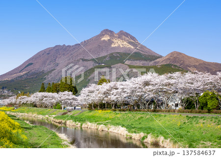湯布院 桜並木と菜の花と由布岳 湯布院 桜並木と菜の花と由布岳 137584637