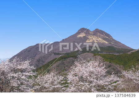 由布岳と湯布院の桜 由布岳と湯布院の桜 137584639