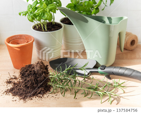 Home gardening scene with fresh herbs and tools 137584756