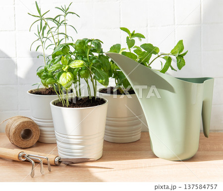 Fresh herbs growing in pots with gardening tools 137584757