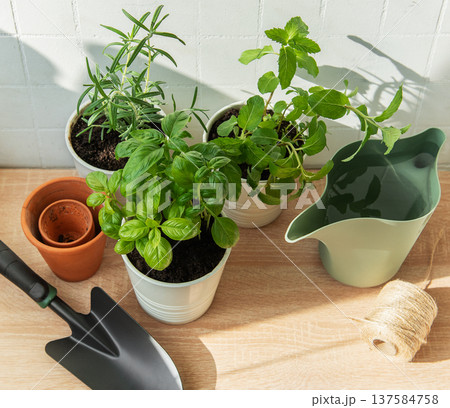 Growing fresh culinary herbs at home kitchen garden 137584758