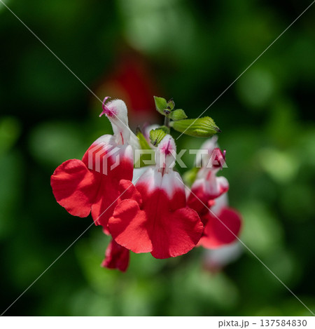 赤いの花 赤いの花 137584830