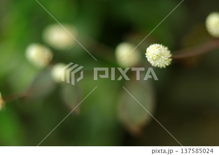 close up of white flower grass on blurred 137585024