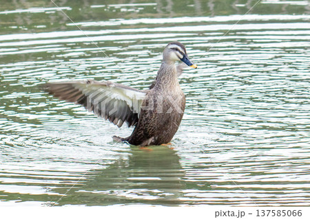 鴨 137585066