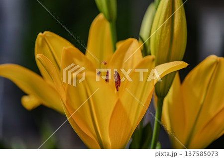 黄色いユリ 137585073