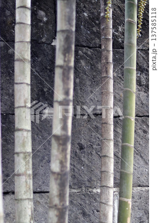 bamboo in the bamboo forest bamboo in the bamboo forest 137585118