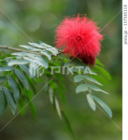 pink flower in the garden 137585119