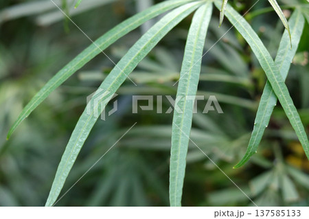 green leaves of the plant green leaves of the plant 137585133
