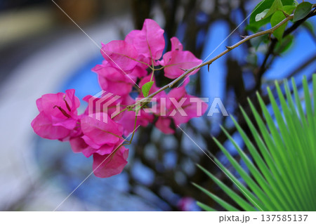 beautiful pink rose with green leaves beautiful pink rose with green leaves 137585137
