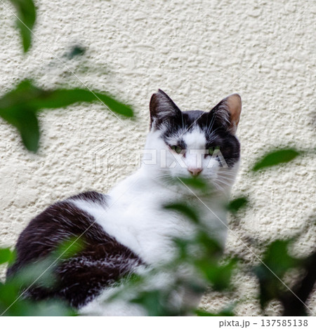見つめる猫 見つめる猫 137585138