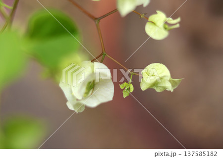 apple tree with flowers apple tree with flowers 137585182