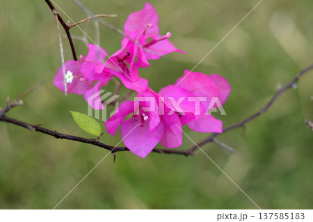 pink rose flower blossom in spring pink rose flower blossom in spring 137585183