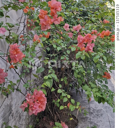 colorful flower in the garden 137585319