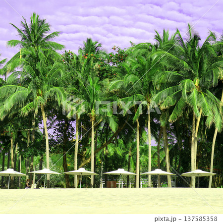 palm trees on the beach 137585358
