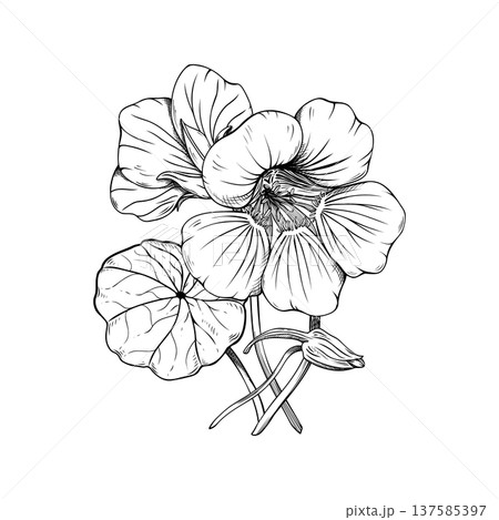 Nasturtium botanical line art illustration. Hand drawn vector sketch of garden flowers with leaves and bud. Isolated floral element for packaging, branding, and coloring books. 137585397
