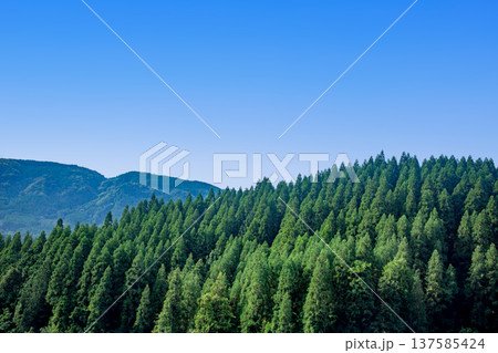 杉山の稜線 137585424