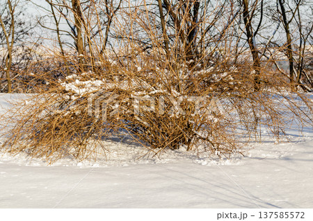 bushes in the snow bushes in the snow 137585572