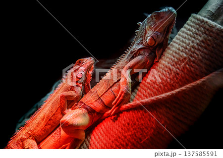 beautiful iguana lizard 137585591