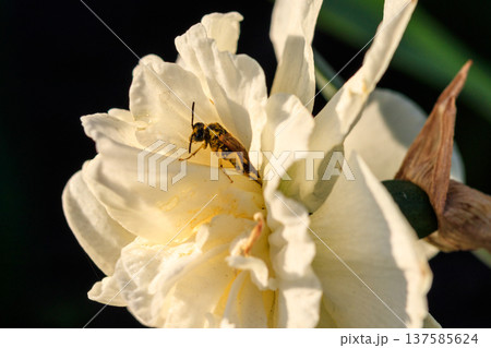 beautiful summer terry daffodils with bee 137585624