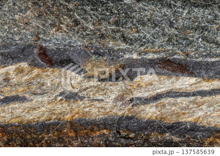 Macro mineral stone Snake eye in the rock a white background Macro mineral stone Snake eye in the rock a white background 137585639