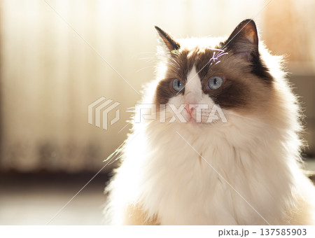 adorable ragdoll cat with long fur and blue eyes adorable ragdoll cat with long fur and blue eyes 137585903