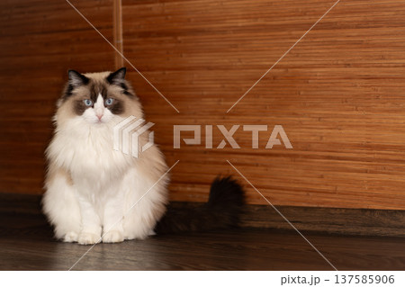 adorable fluffy ragdoll cat relaxing at home interior 137585906