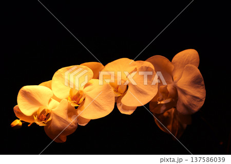 orchid flower on black background orchid flower on black background 137586039