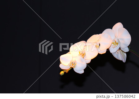 orchid flowers in dark background orchid flowers in dark background 137586042