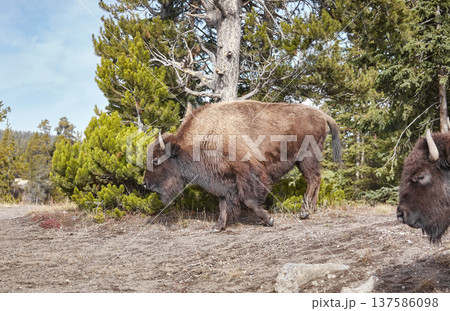 American bison in the Yellowstone park, USA. 137586098
