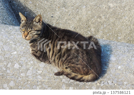 深島の猫 137586121