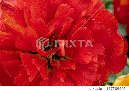 amazing beautiful terry vibrant red tulip flower blooming. extreme macro floral background . spring season amazing beautiful terry vibrant red tulip flower blooming. extreme macro floral background . spring season 137586405
