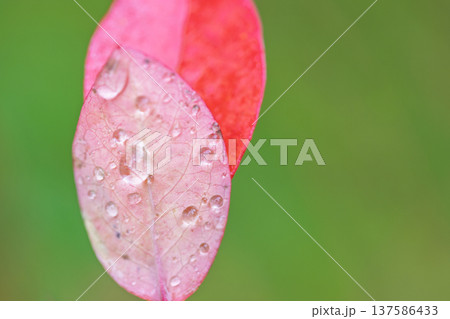 Dew drops glisten on vibrant pink leaves, a macro shot against a blurred green backdrop. Nature's artistry at its finest. Dew drops glisten on vibrant pink leaves, a macro shot against a blurred green backdrop. Nature's artistry at its finest. 137586433
