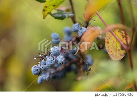 Raindrops on Blue Berries: A close-up capturing the beauty of nature's detail, with water droplets clinging to blue berries amongst vibrant foliage. 137586436