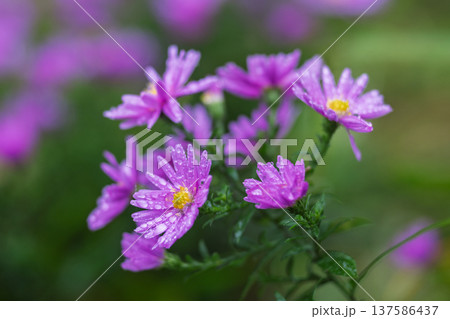 Cluster of vibrant purple aster flowers, their petals adorned with sparkling water droplets, set against a soft green background, showcasing nature's delicate beauty. 137586437