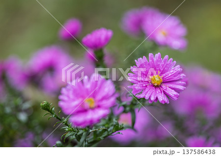 Floral close-up featuring vibrant purple aster flowers with delicate water droplets, set against a soft, blurred green background. Floral close-up featuring vibrant purple aster flowers with delicate water droplets, set against a soft, blurred green background. 137586438