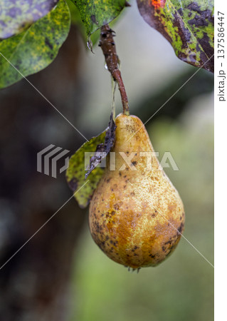 Ripe pear hanging from branch, close-up. Captures nature's beauty, freshness, and organic feel. Delicious, visually appealing. 137586447