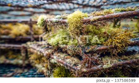 Rusty seaweed covered mesh, close up of weathered ocean aquaculture structure texture 137586599