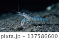 Bioluminescent shrimp on the seabed at night, luminous transparent marine crustacean in macro photography of deep ocean areas 137586600