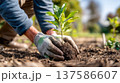 Hands planting a young tree sapling in soil, sustainable gardening, reforestation and environmental conservation close-up 137586607