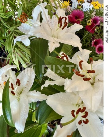 A close-up shot of white lilies. Flowers blooming in spring. 137586816